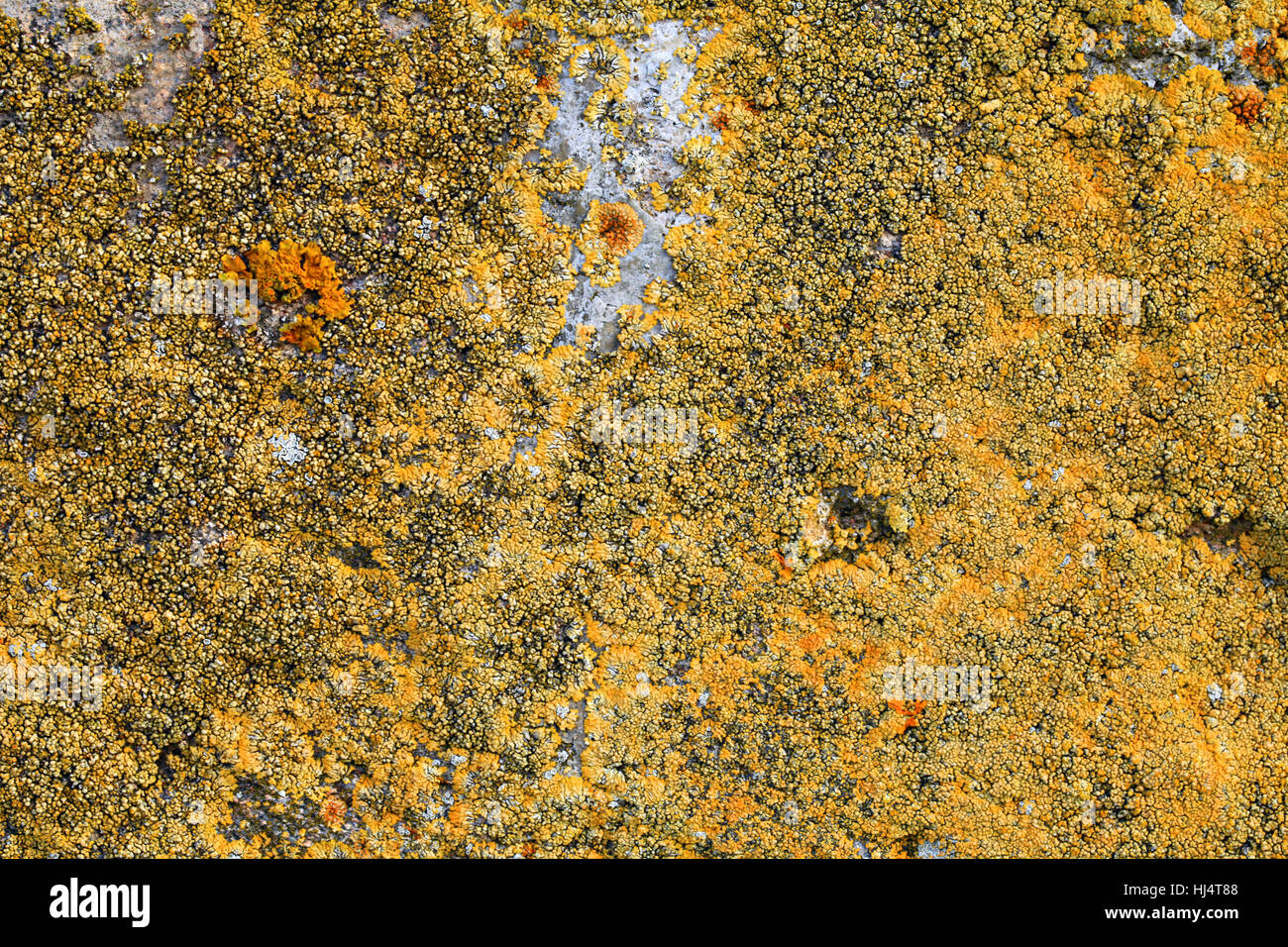 Natur-Hintergrund. Stein-Oberfläche mit Flechten und Moos Textur Stockfoto