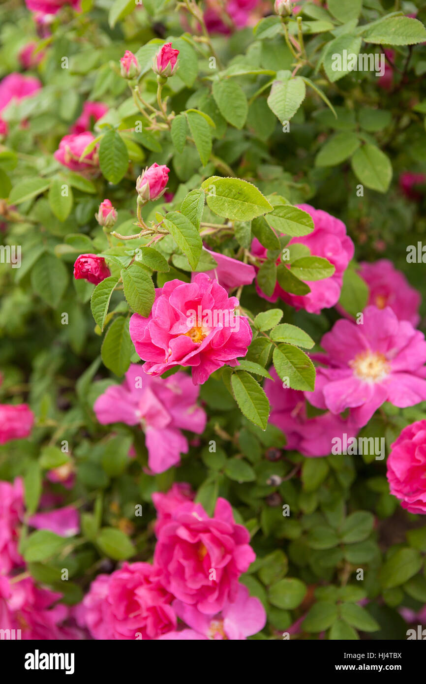 Magier von rosa Rosen in einem Frühlingsgarten. Stockfoto