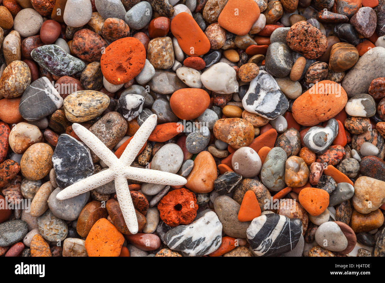 Hintergrundbild von bunten Strand Steinen und Seestern Stockfoto