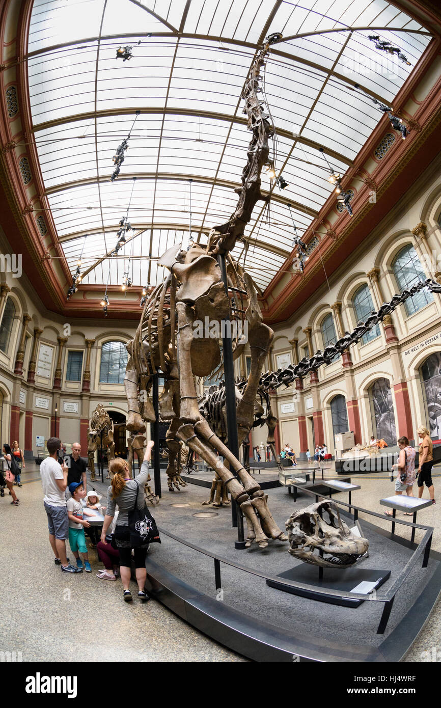Berlin. Deutschland. Museum Für Naturkunde, Dinosaurier-Halle mit dem Skelett von Giraffatitan Brancai im Zentrum. Stockfoto