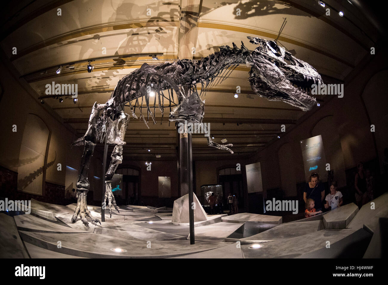 Berlin. Deutschland. Museum Für Naturkunde, Skelett eines Tyrannosaurus Rex "Tristan". Stockfoto