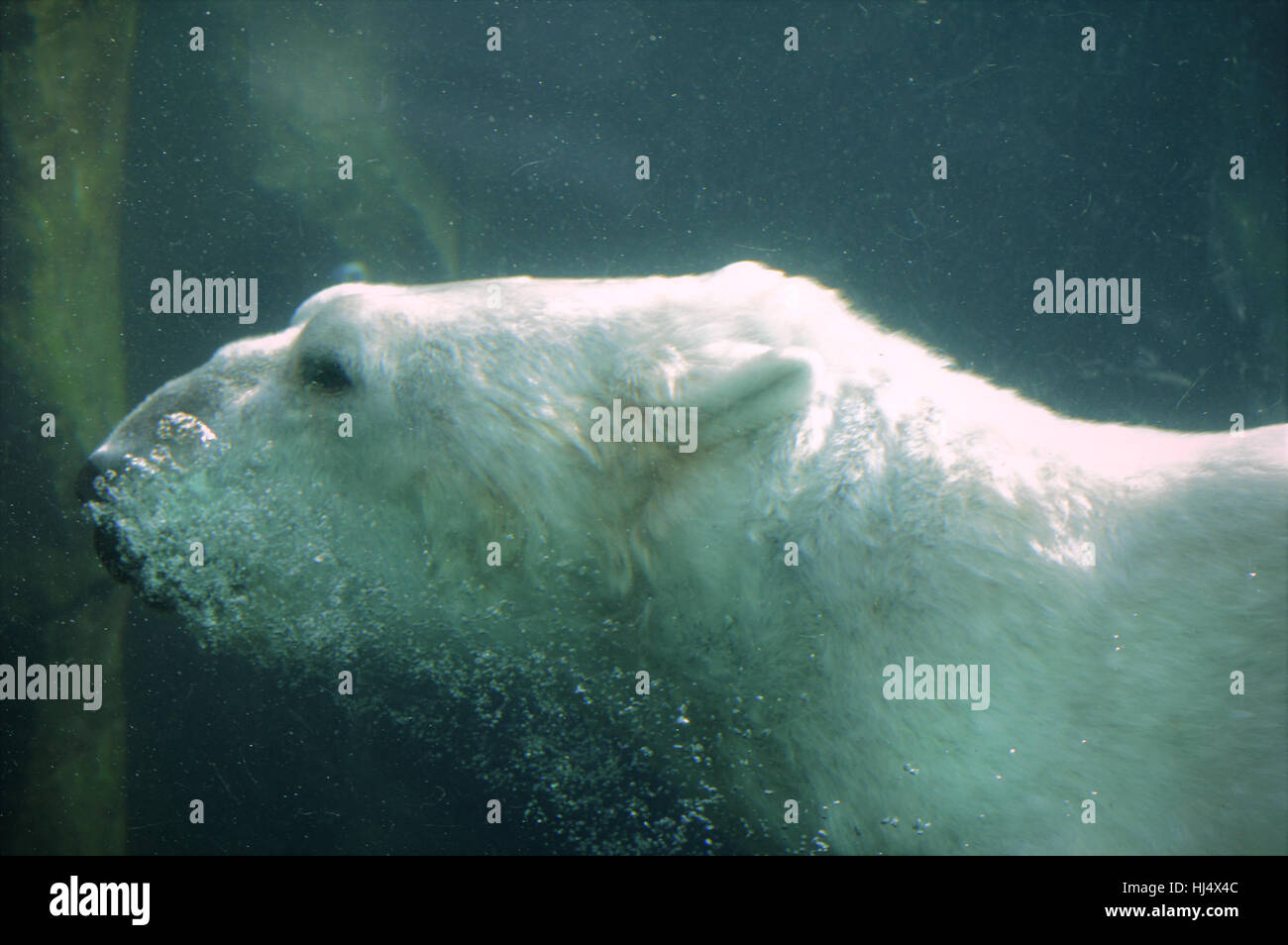 Eisbären Schwimmen unter Wasser Stockfoto