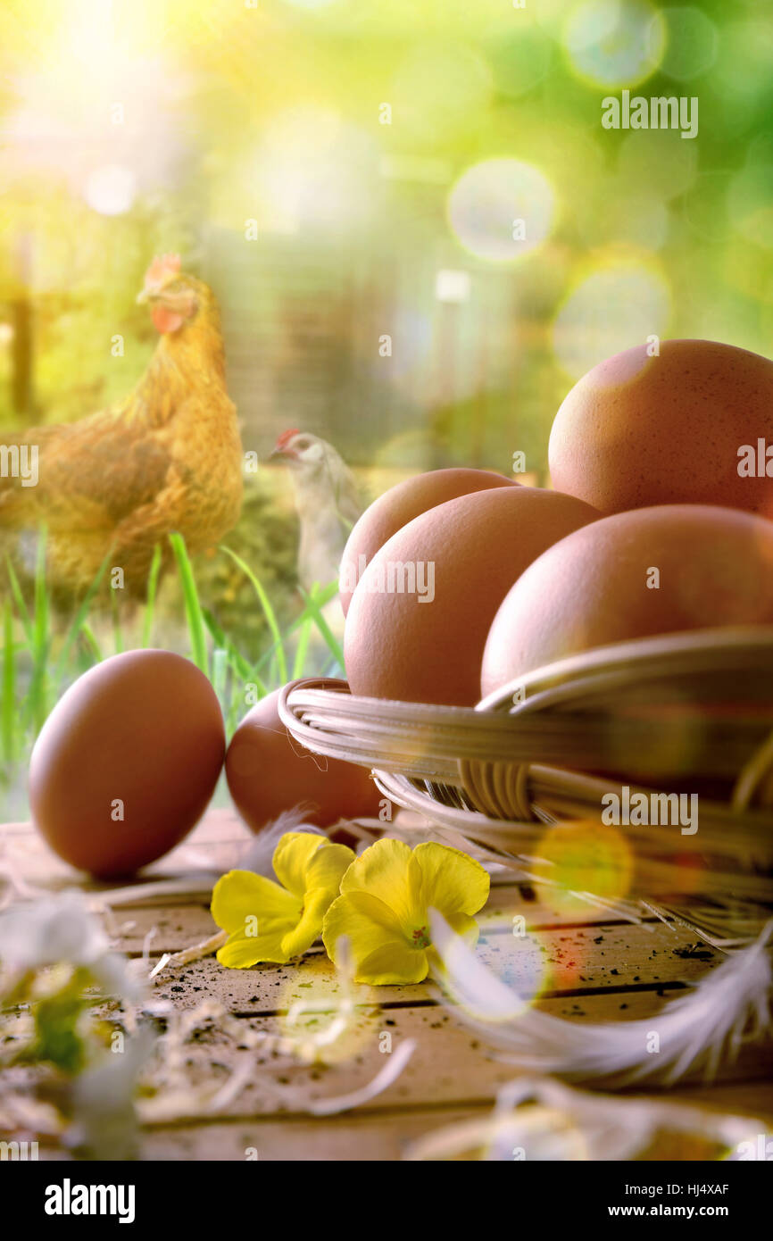 Frisch gepflückt Eiern im Weidenkorb auf Holzsockel und Hintergrund mit Hühnern in der Feld- und Hintergrundbeleuchtung Sonne. Ansicht von vorne. Vertikale Zusammensetzung. Stockfoto