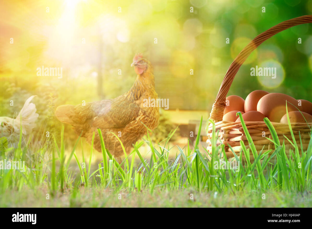 Frisch gepflückten Eiern im Weidenkorb auf den Rasen und den Hintergrund mit Hühnern in der Feld- und Hintergrundbeleuchtung Sonne. Ansicht von vorne. Horizontale Komposition. Stockfoto