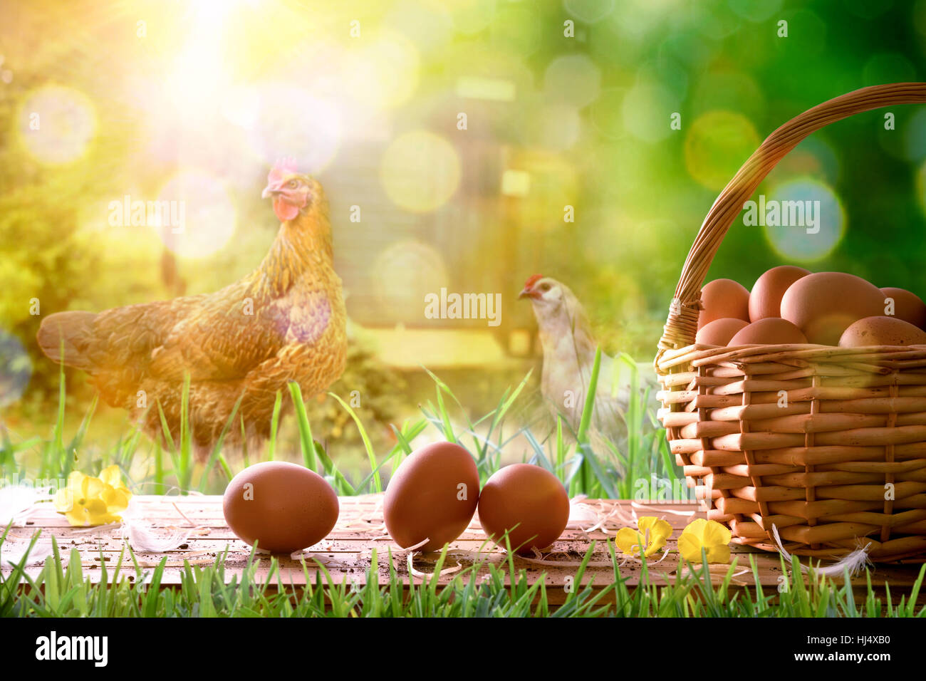 Frisch gepflückt Eiern im Weidenkorb auf Holzsockel und Hintergrund mit Hühnern in der Feld- und Hintergrundbeleuchtung Sonne. Ansicht von vorne. Horizontale Komposition. Stockfoto