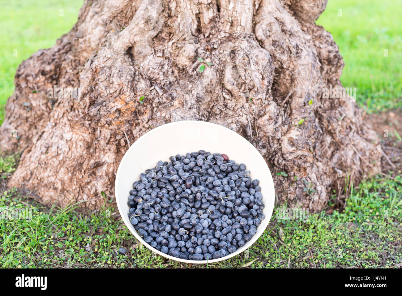 Weiße Schale mit frischen, handverlesene Reife Bio schwarz Oliven der Sorte Fulla de Hügelstrang (aka Salceña), lehnte sich gegen den knorrigen Stamm eines Olivenbaumes Stockfoto