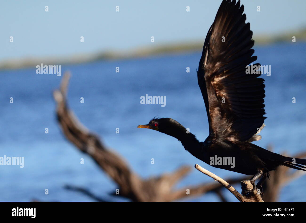 Der gekrönte Kormoran Vogel Stockfoto