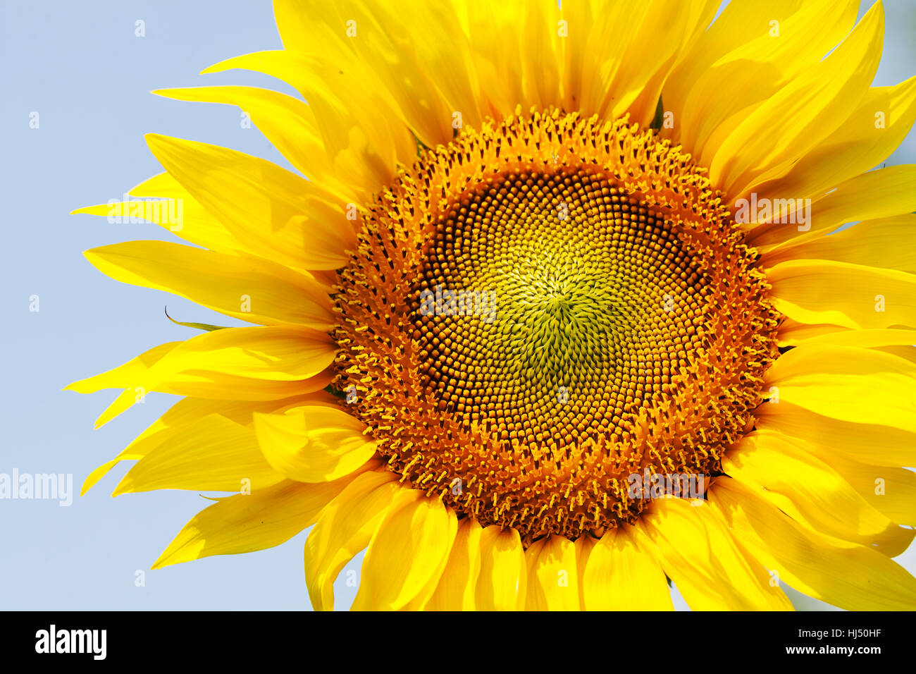 Sonnenblume an einem sonnigen Tag mit dem Himmel hinter Hinweis geringe Schärfentiefe Stockfoto