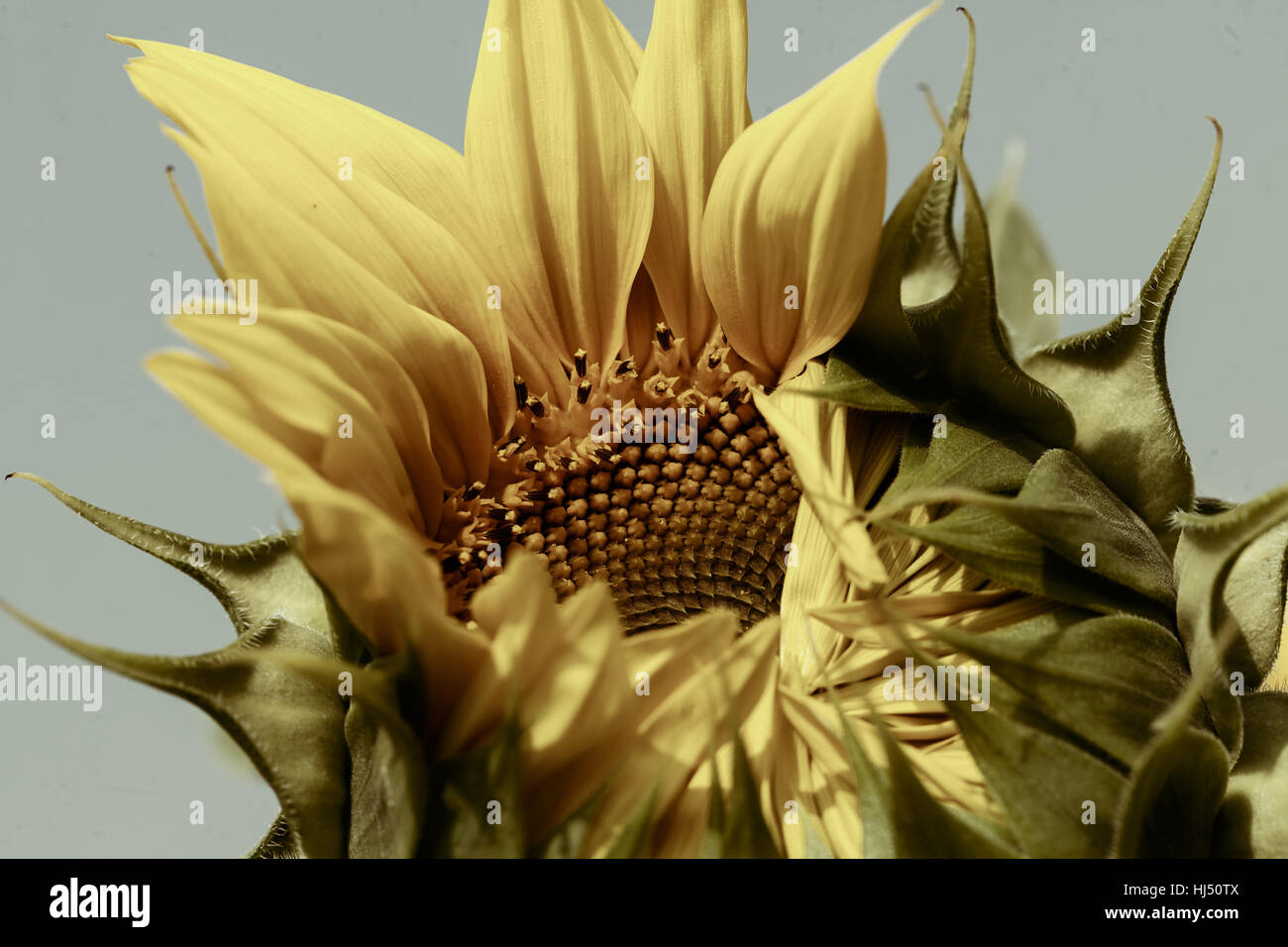 Sonnenblume vor der Öffnung der Blüte, geringe Schärfentiefe Hinweis Stockfoto