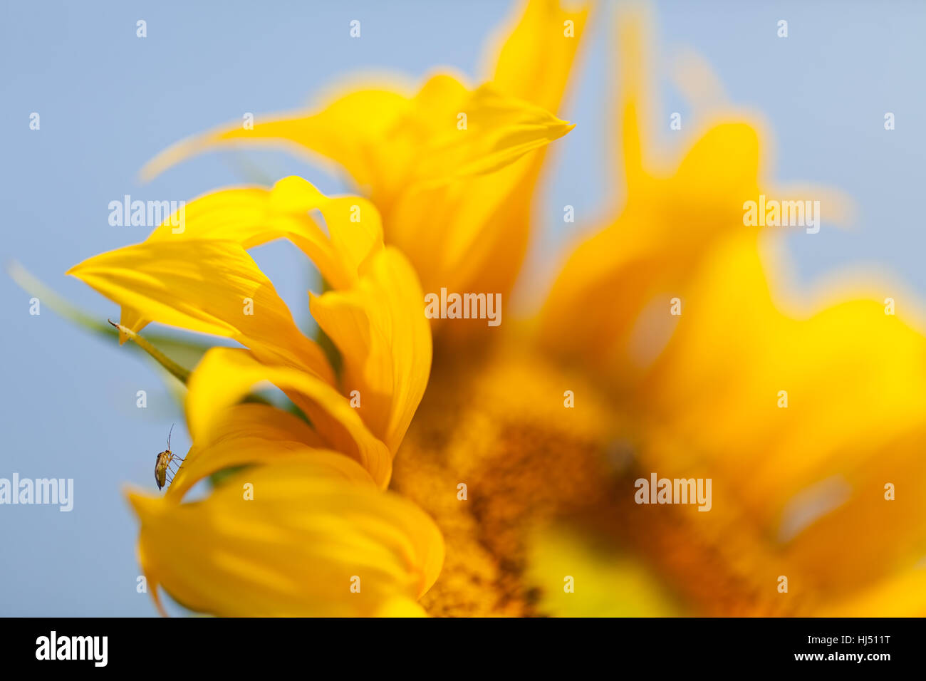 Teil der Blume Sonnenblume, geringe Schärfentiefe Hinweis Stockfoto