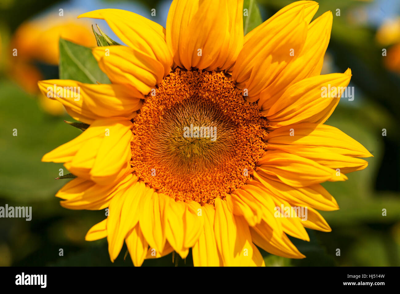 Sonnenblume auf dem grünen Hintergrund, geringe Schärfentiefe Hinweis Stockfoto