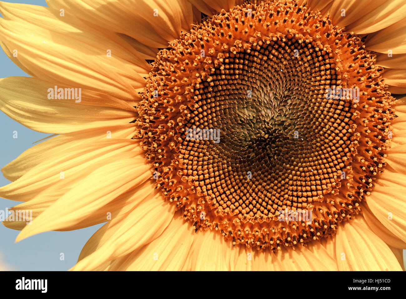 Sonnenblume an einem sonnigen Tag, geringe Schärfentiefe Hinweis Stockfoto