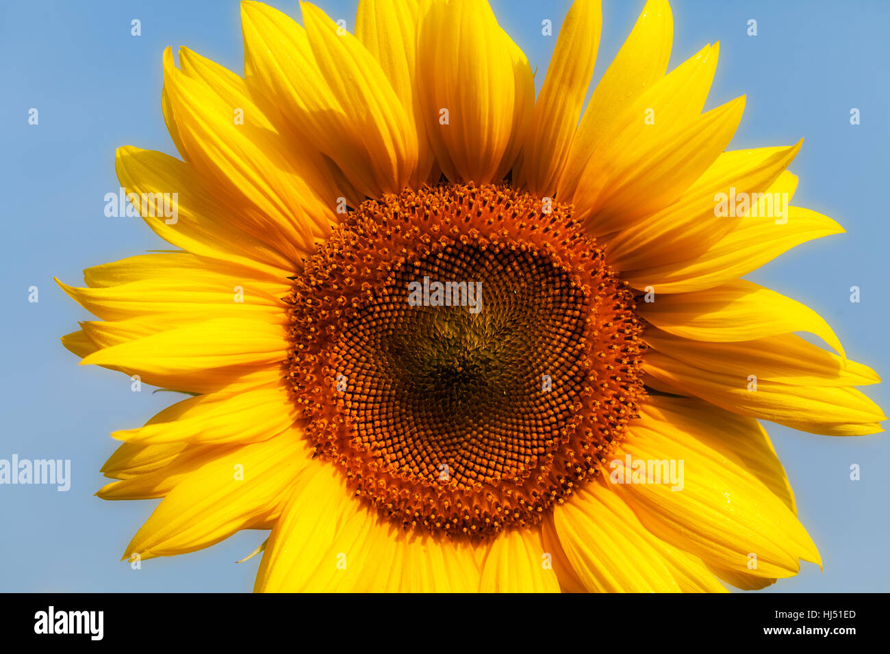 Sonnenblume an einem sonnigen Tag mit dem Himmel hinter Hinweis geringe Schärfentiefe Stockfoto