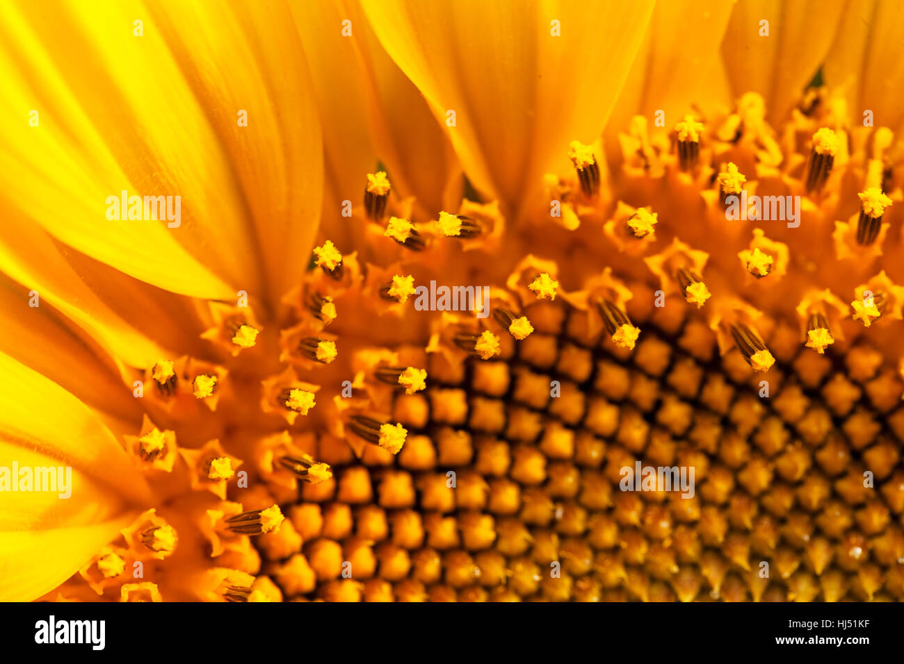das Innere der Blume Sonnenblume Nahaufnahme, geringe Schärfentiefe Hinweis Stockfoto