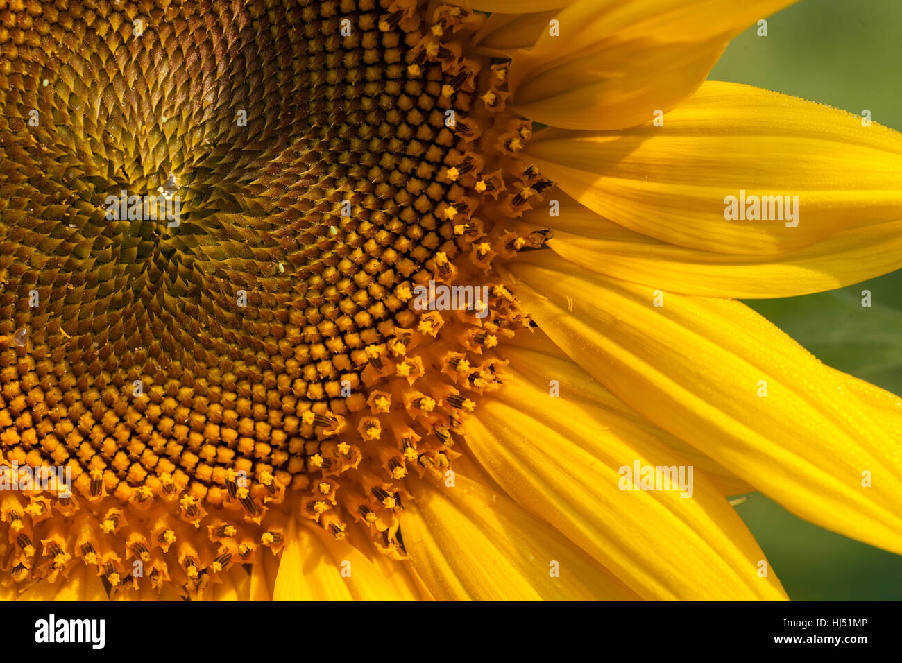 das Innere der Blume Sonnenblume Nahaufnahme, geringe Schärfentiefe Hinweis Stockfoto
