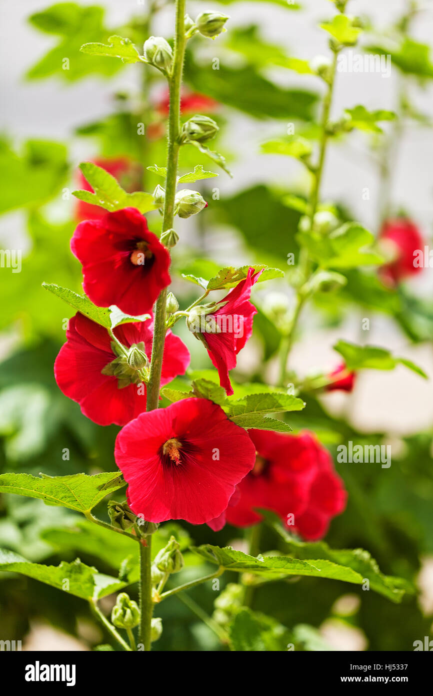 Malve-Blüten auf einem Zweig in der Natur, geringe Schärfentiefe Hinweis Stockfoto