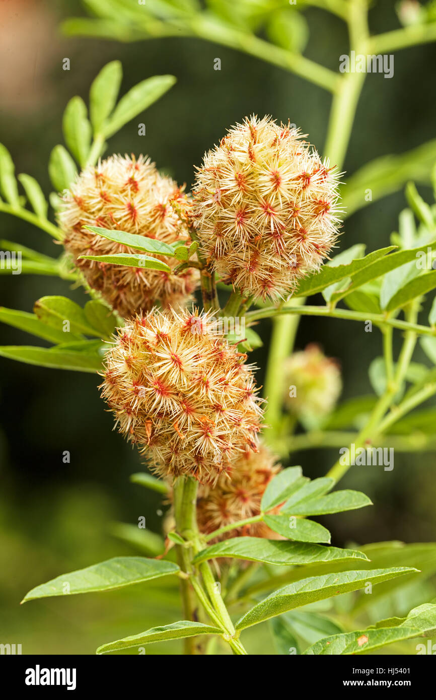 Lakritz-Pflanze in der Natur, geringe Schärfentiefe Hinweis Stockfoto