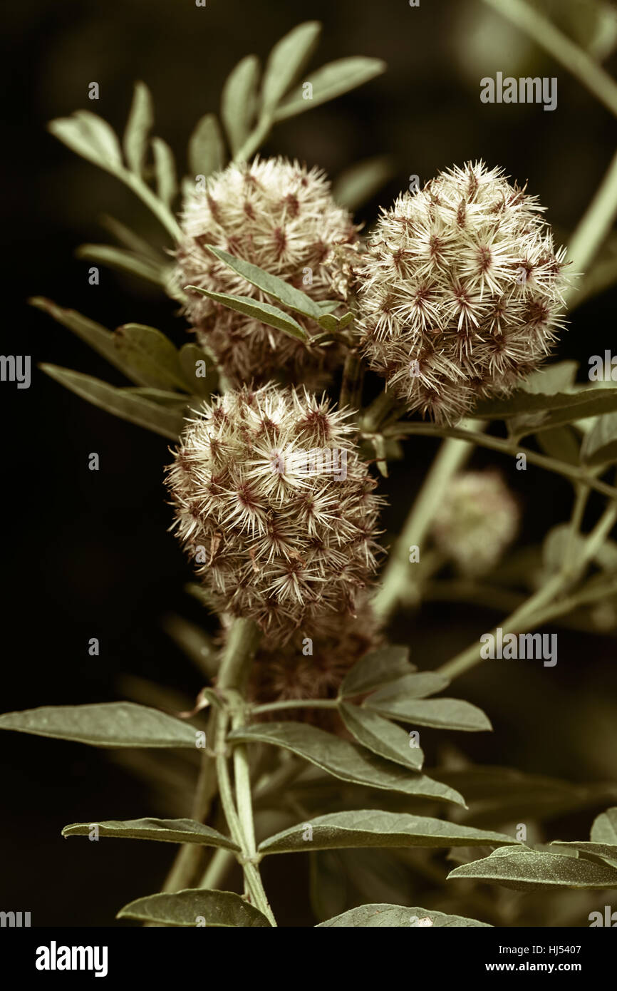 Lakritz-Pflanze in der Natur, geringe Schärfentiefe Hinweis Stockfoto