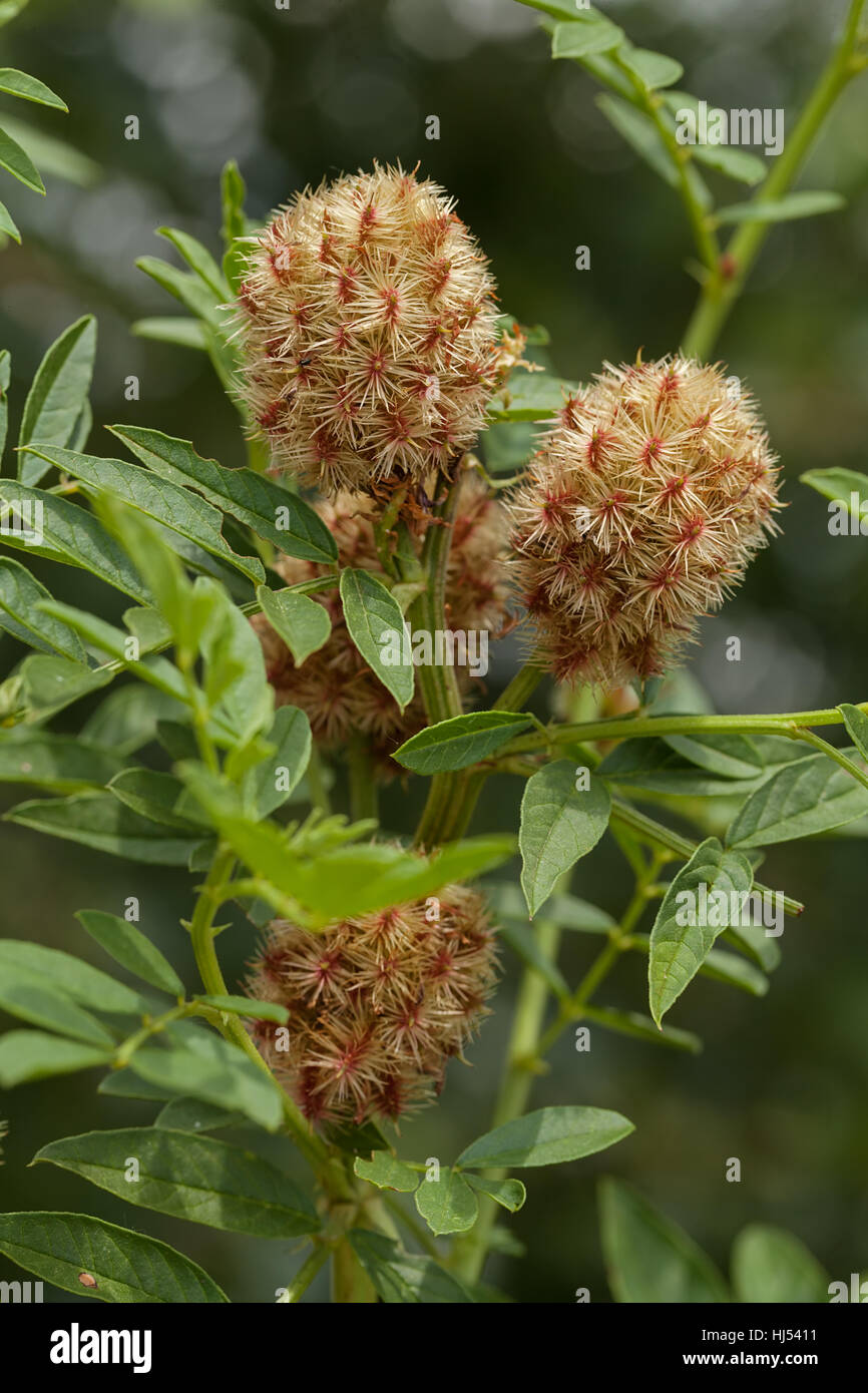 Lakritz-Pflanze in der Natur, geringe Schärfentiefe Hinweis Stockfoto