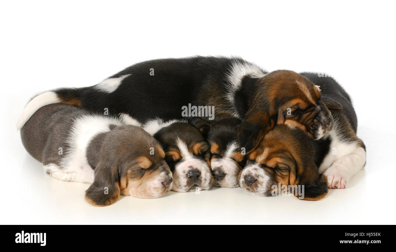 Tier, Tier, Säugetier, fünf, schwarz, dunkelhäutigen, tiefschwarze, tiefschwarz, Reflexion, Stockfoto