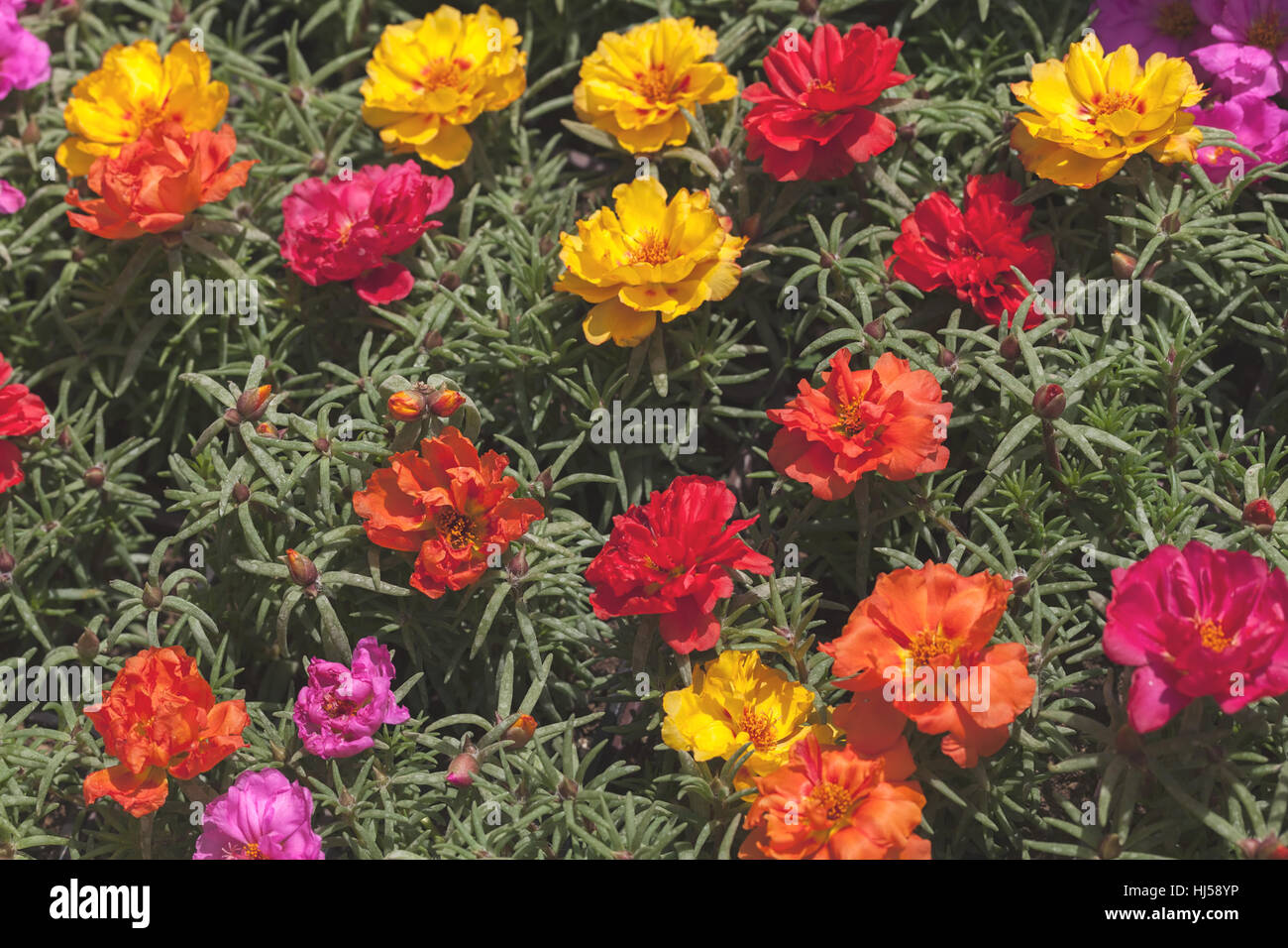 Moss Rose in verschiedenen Farben, geringe Schärfentiefe Hinweis Stockfoto