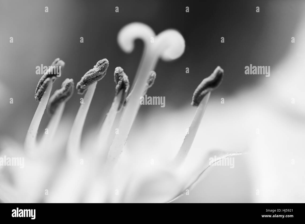 abstrakte Darstellung einer weißen Blume mit Stempel und Staubblätter, beachten Sie die geringe Schärfentiefe Stockfoto