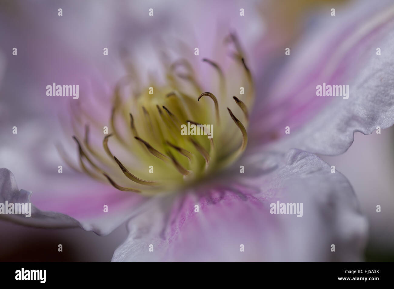 Öffnen der Blüte Clematis sanften Farben, geringe Schärfentiefe Hinweis Stockfoto