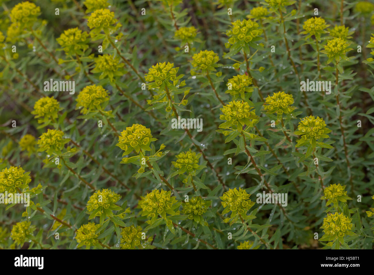 gelbe Euphorbien vor der Blüte in der Natur, geringe Schärfentiefe Hinweis Stockfoto