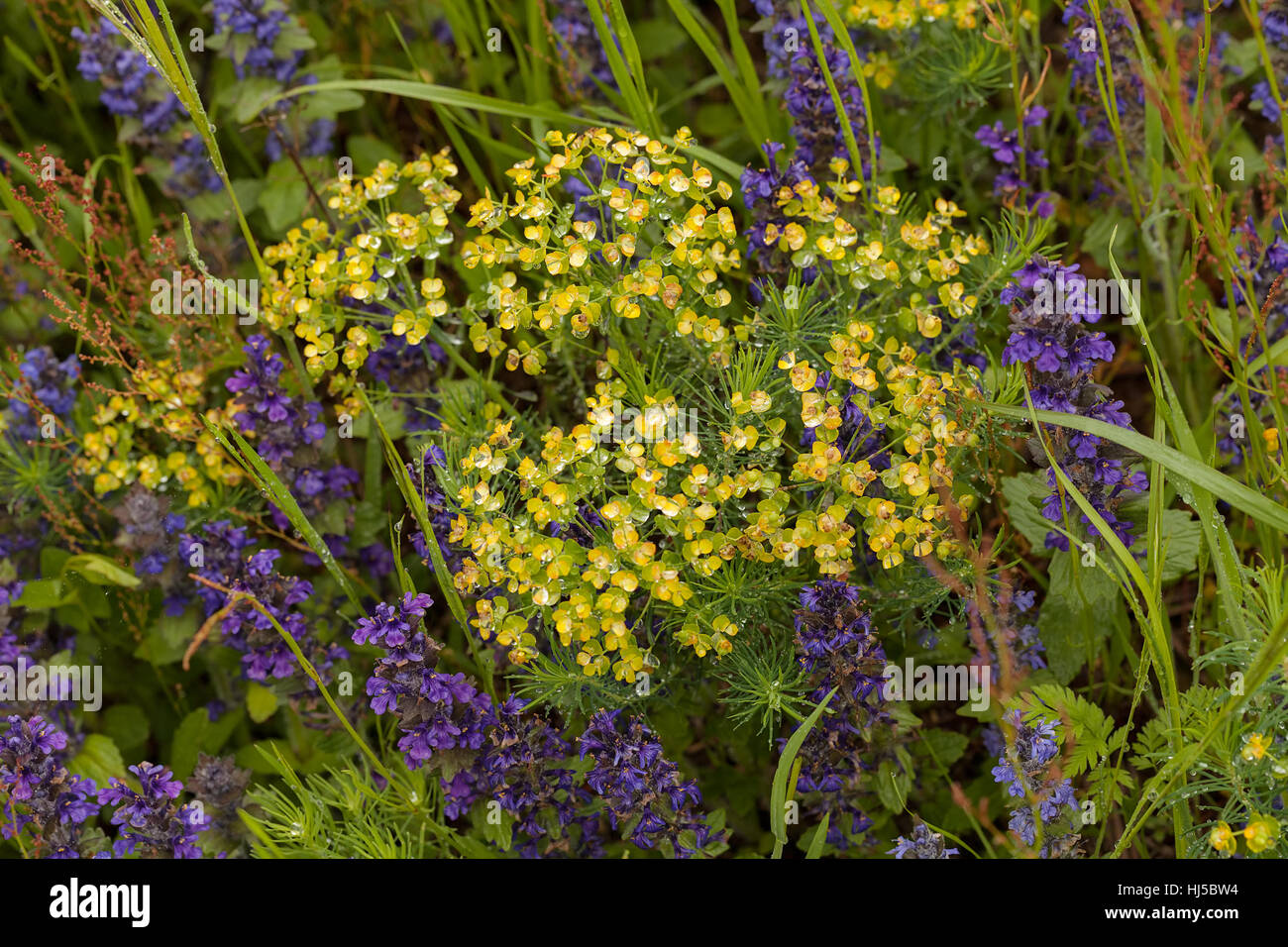 gelbe Wolfsmilch unter Blumen im Feld Hinweis geringe Schärfentiefe Stockfoto