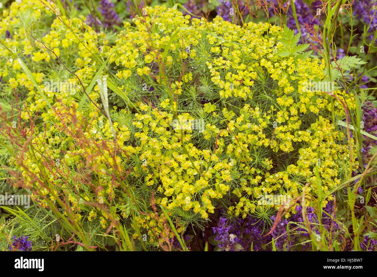 gelbe Euphorbien in der Natur, geringe Schärfentiefe Hinweis Stockfoto