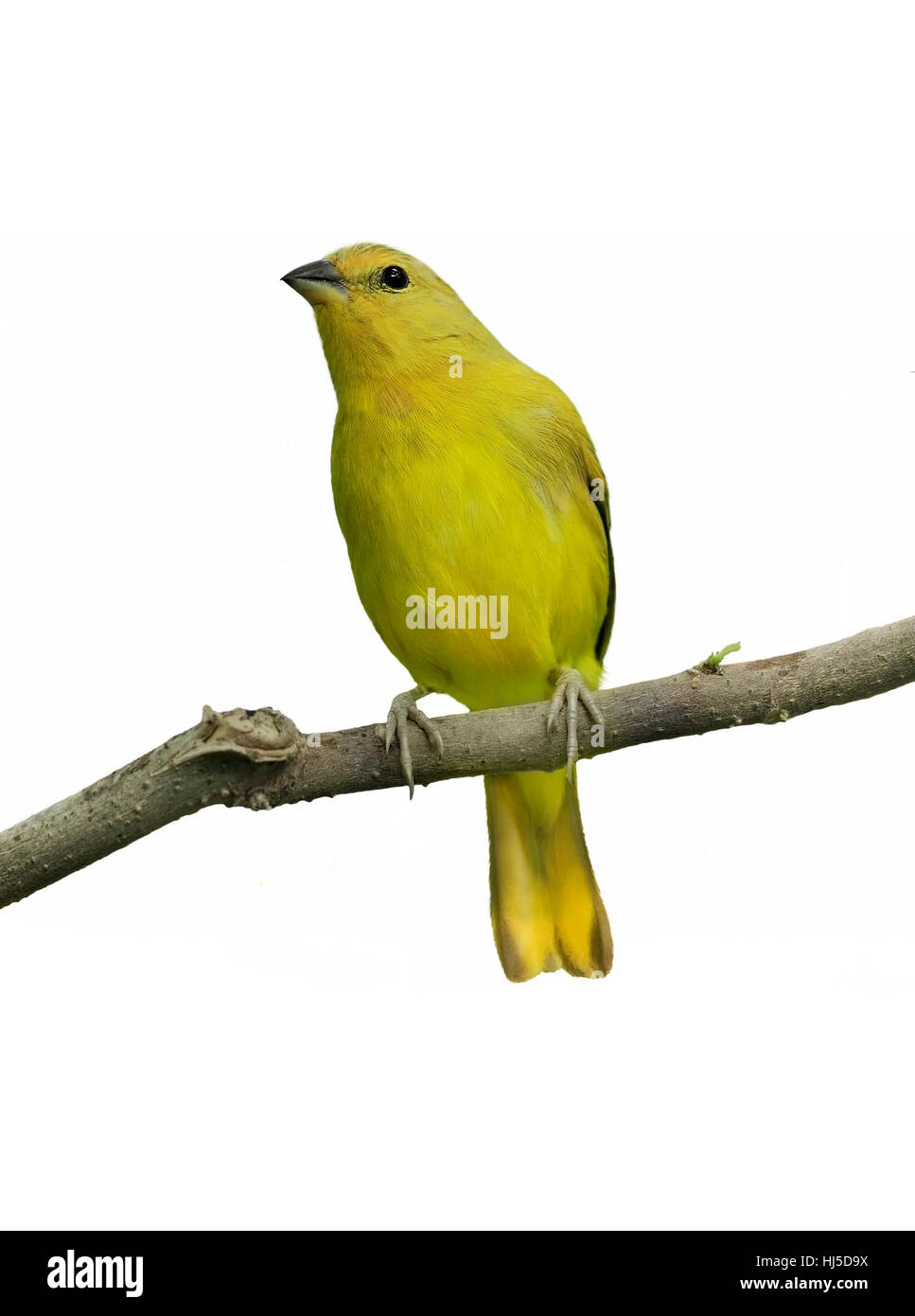 Tier, Vogel, Zweig, Kanarischen, gelb, Natur, Tier, Vogel, wild, Zweig, Stockfoto