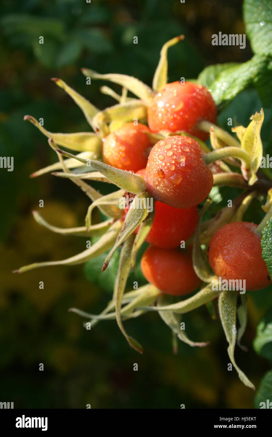 Obst, Strauch, Haw, Heilpflanze, Brier, rot, Pflanze, Herbst, Herbst, Vitamine, Stockfoto