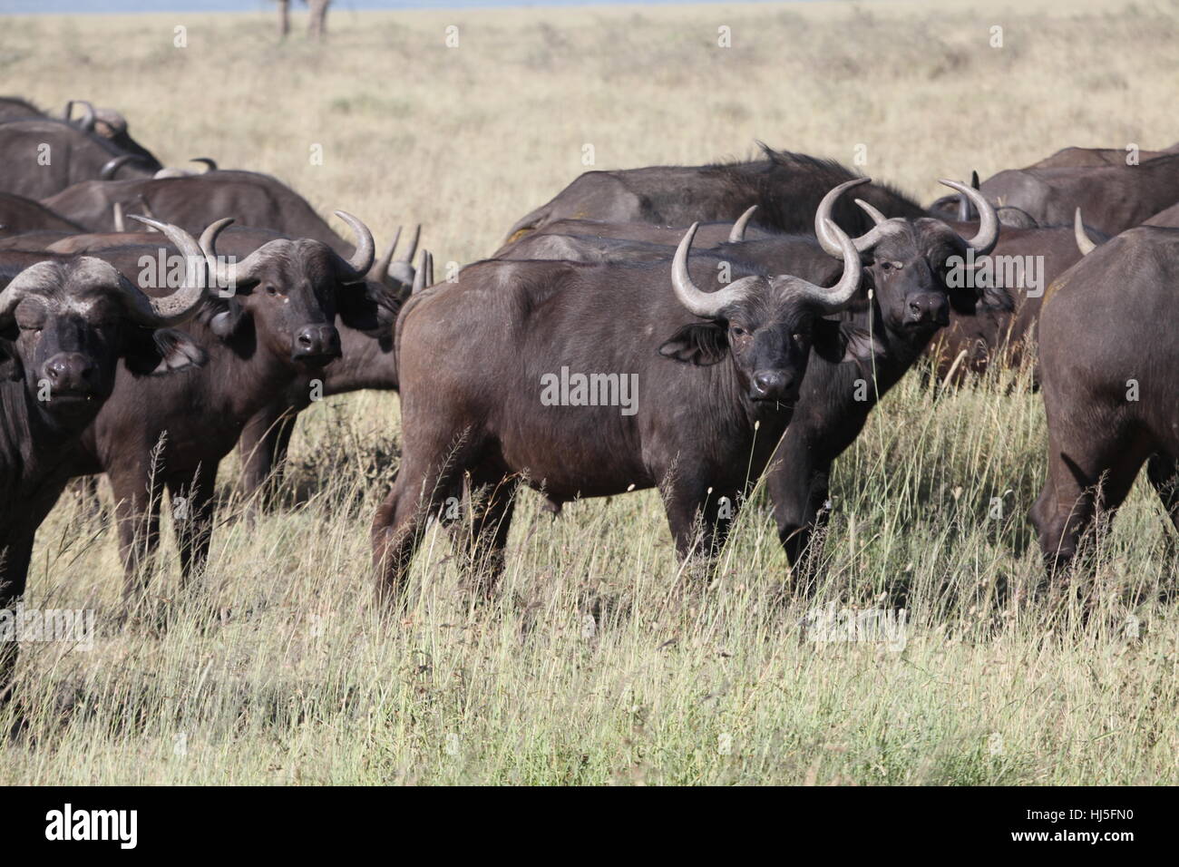 Tansania, Rinde, Horn, Safari, Tansania, Rinde, Afrikanischer Bffel, Stockfoto