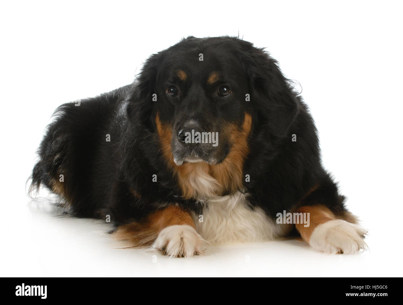 Tier, Tier, Säugetier, schwarz, dunkelhäutigen, tiefschwarze, tiefschwarz, Reflexion, Hund, Stockfoto