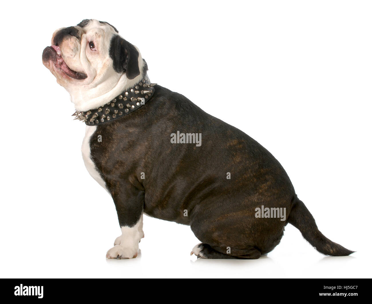 Sport, Sport, isoliert, Tier, Haustier, braun, braun, brünett, stark, Bull, Stockfoto