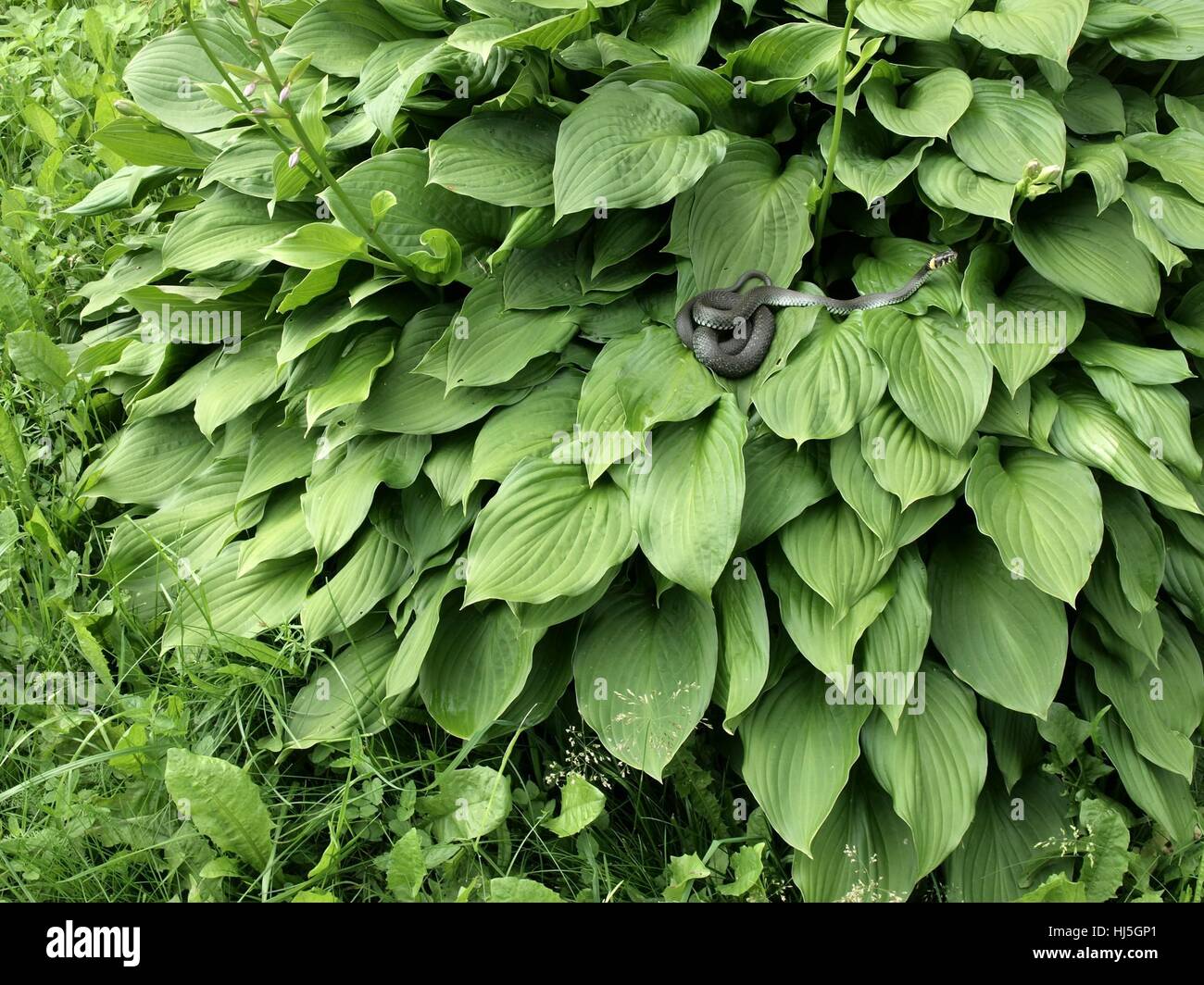 Die Kreuzotter auf der grünen Blätter. Stockfoto