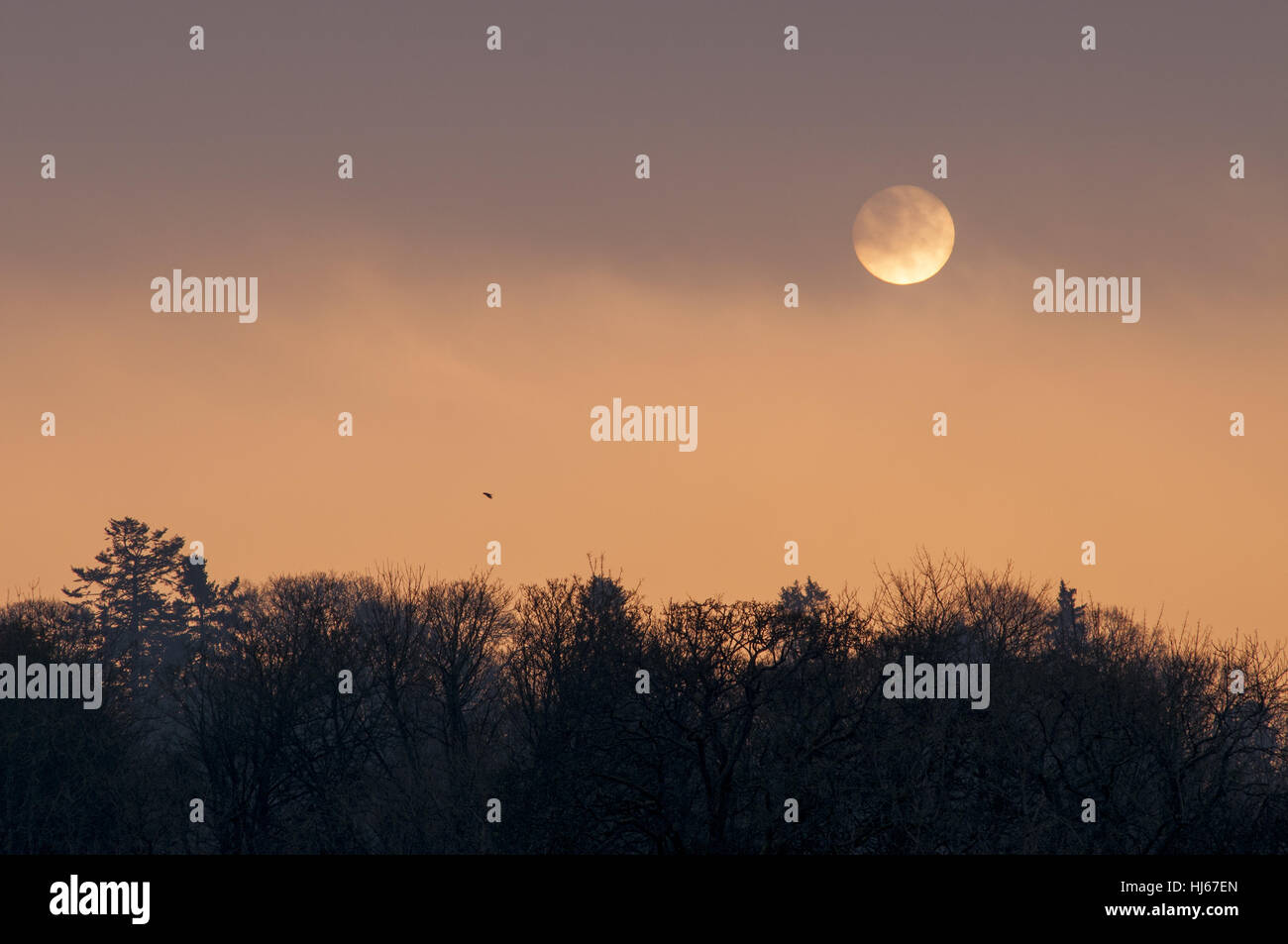 Dunkeld, Perthshire, Schottland, Großbritannien. 26. Januar 2017. Die Sonne scheint schwach durch den Nebel, wenn es über Birnam Holz aufgeht. Bildnachweis: Cameron Cormack/Alamy Live-Nachrichten Stockfoto