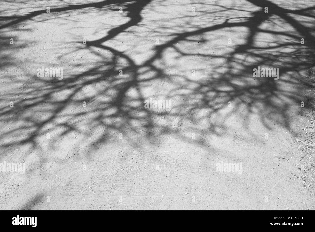 Schatten des 400 Jahre alten Baobab-Baum in Indien Stockfoto