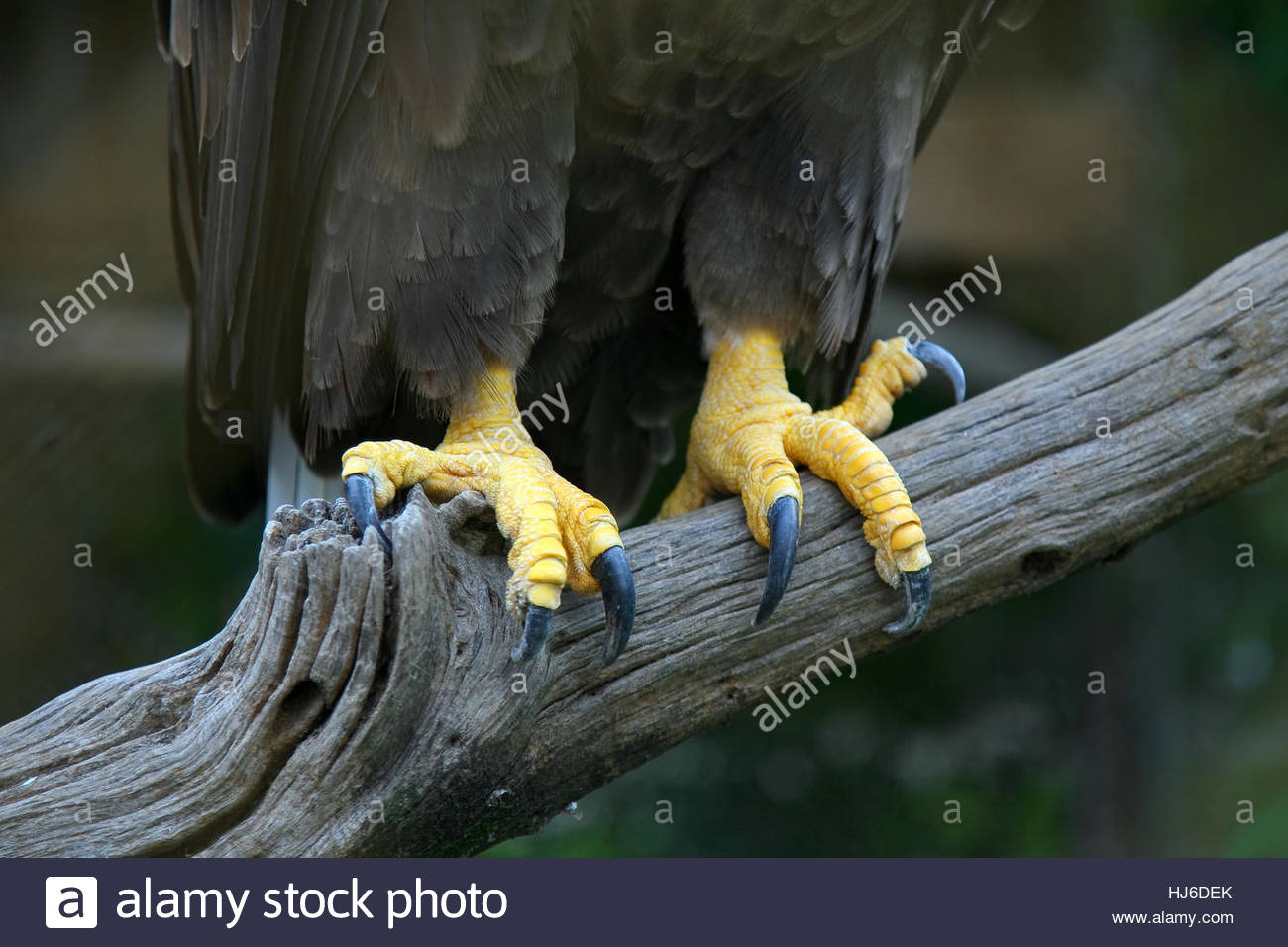 Vogel Kaufen Frankfurt Vogel Kaufen Frankfurt