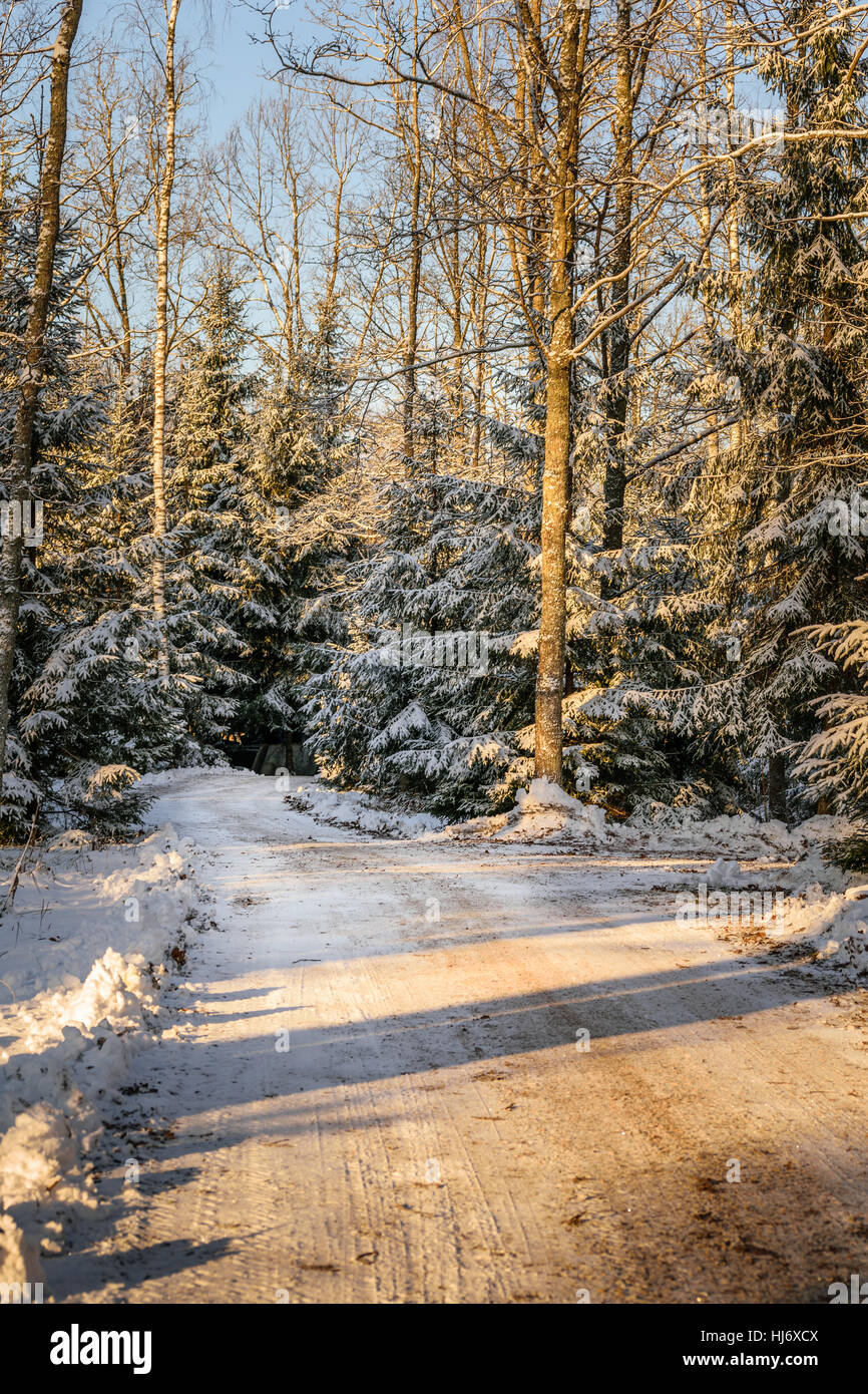 Winter-Fichten-Wald Schnee mit Baum Schatten Landschaft Foto Stockfoto