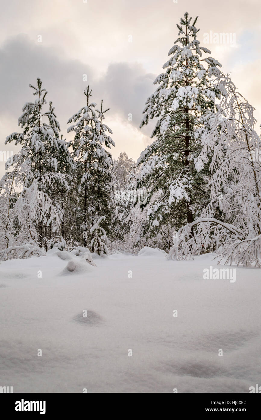 Schneebedeckten Fichten-Baum-Wald Winter Foto Stockfoto