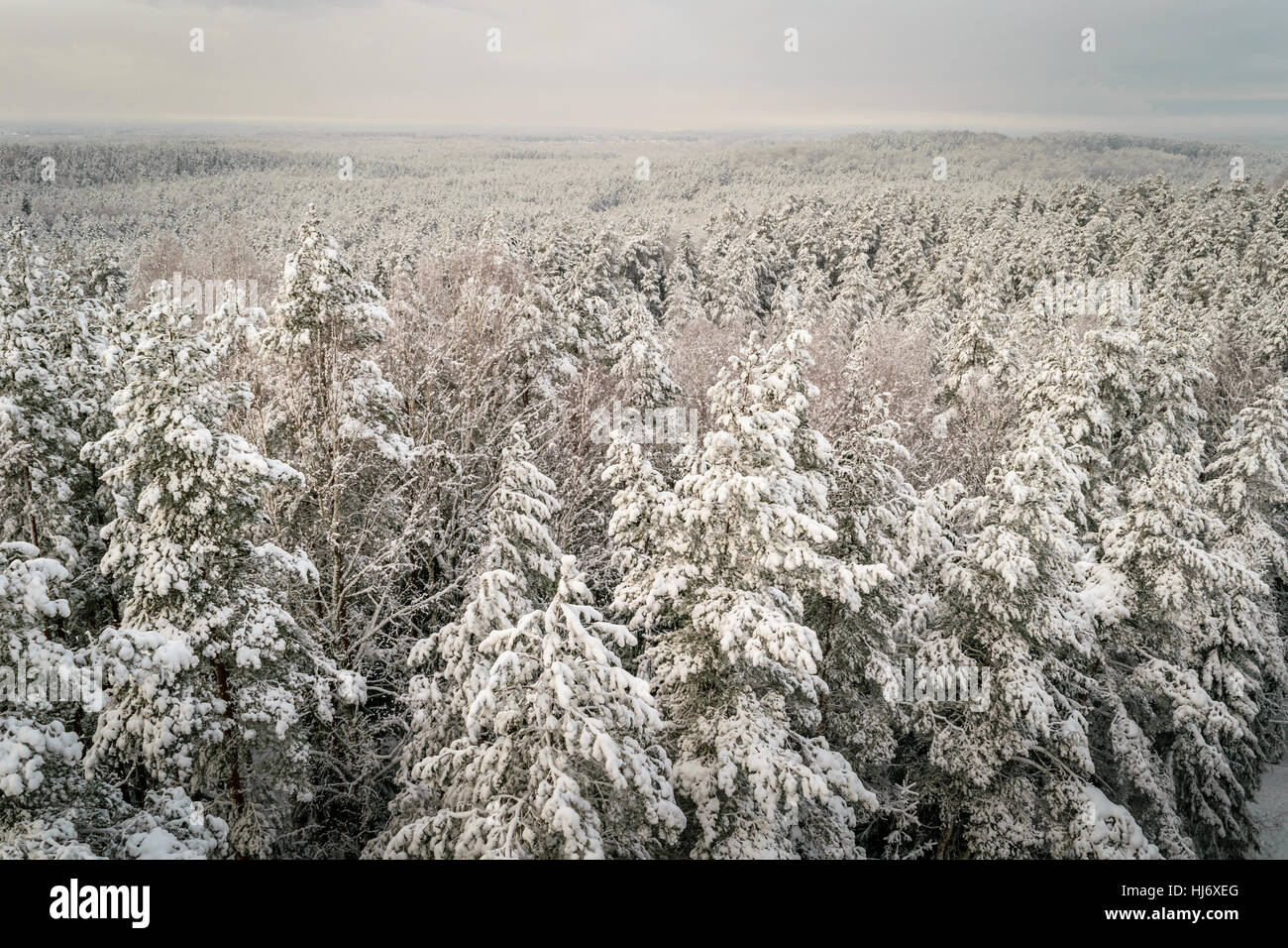 Winter Wald bedeckt mit Schnee Landschaft Foto Stockfoto