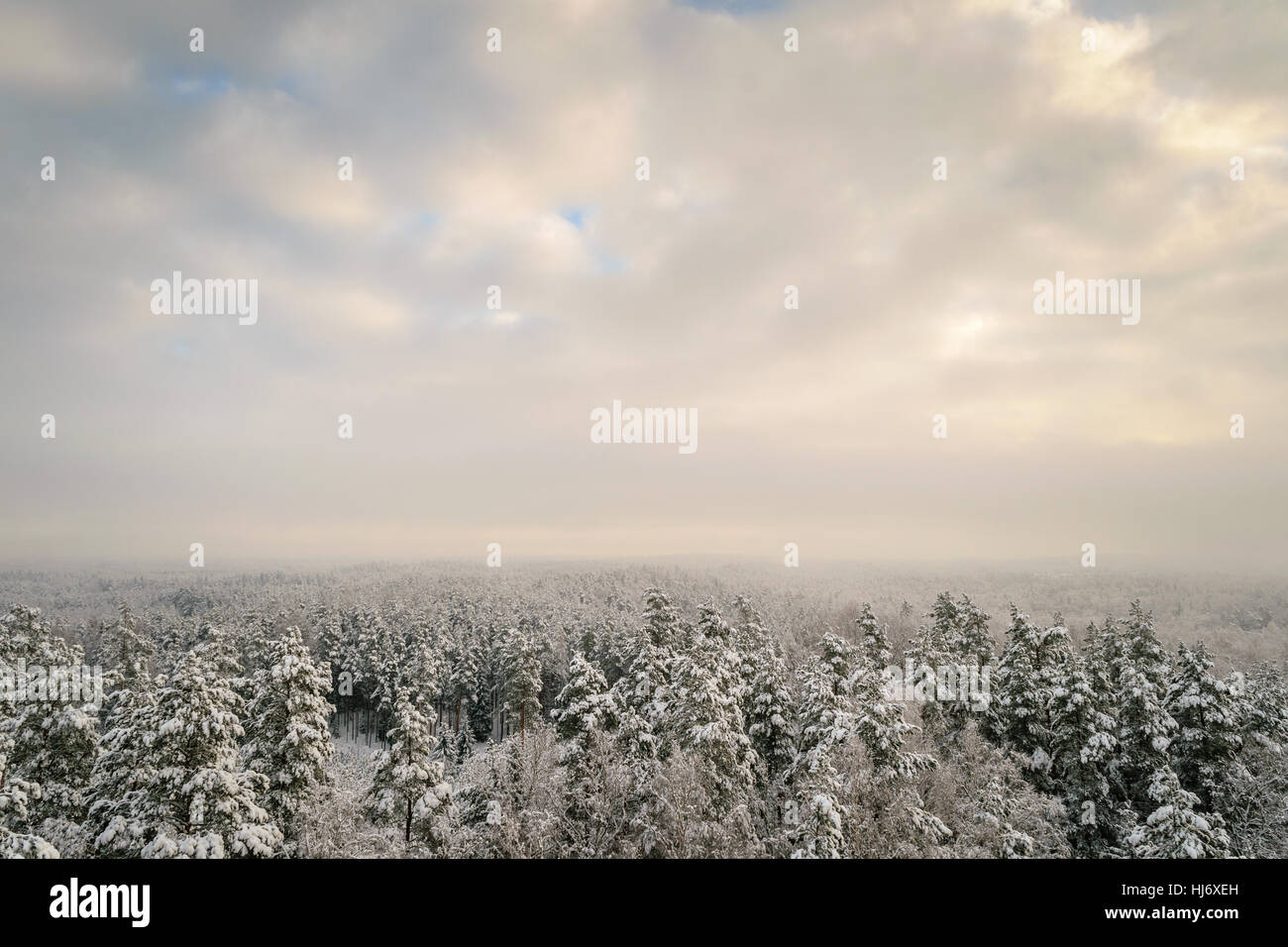 Landschaft Foto von Wald im Winter mit Fichte Coverer mit Schnee Stockfoto