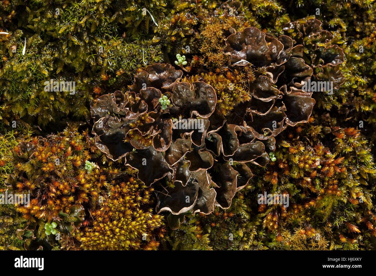 Flechten und Moos auf den Felsen in der Natur, geringe Schärfentiefe Hinweis Stockfoto