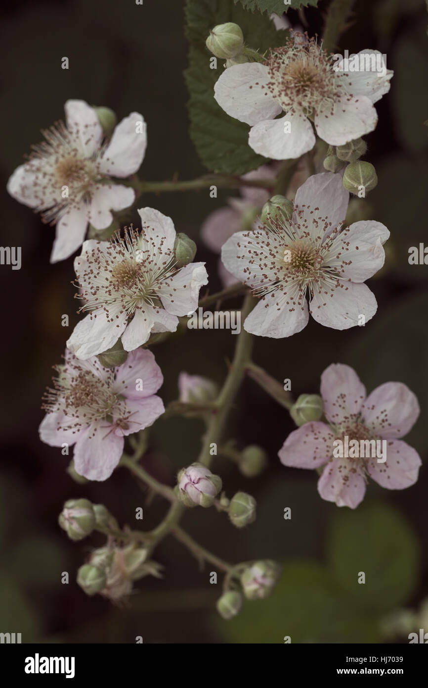 Blumen von Blackberry mit Blättern in der Natur, geringe Schärfentiefe Hinweis Stockfoto
