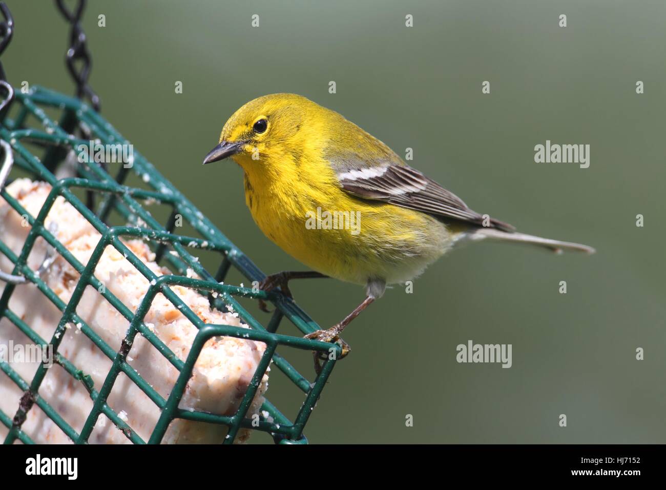 Tier, Vogel, grün, Fauna, Wild, Vögel, Wildtiere, bunt, Flügel, Federn Stockfoto