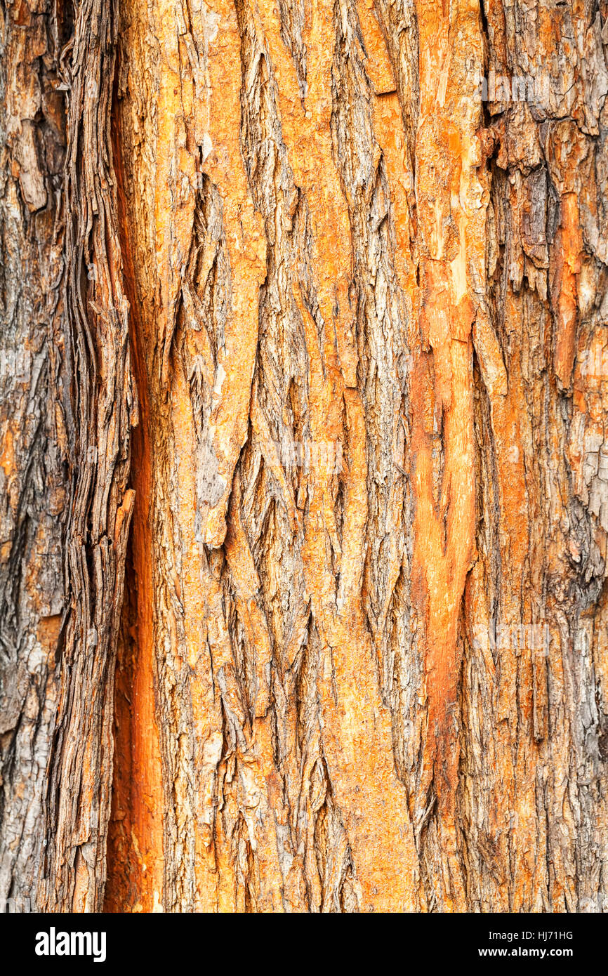 rötliche Rinde in der Natur, geringe Schärfentiefe Hinweis Stockfoto