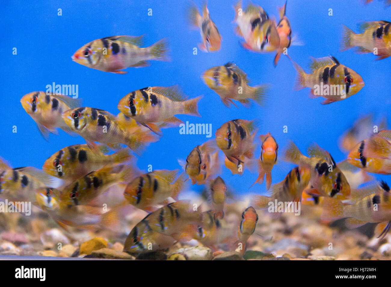 Foto von Aquarium Fisch bolivianischen Ram Buntbarsch Stockfoto