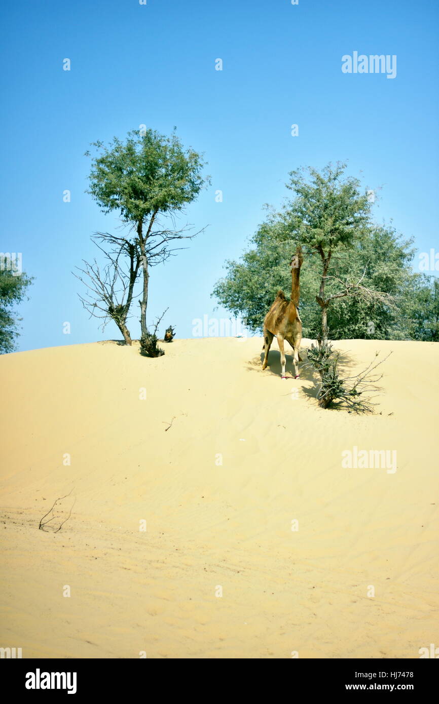 Kamele in Dubai Desert in Tag, Dubai, Vereinigte Arabische Emirate Stockfoto