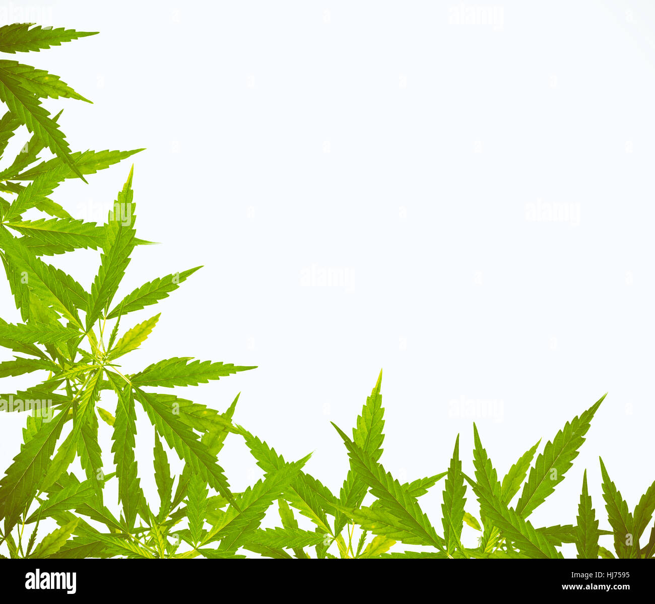 Leuchtend grüne Cannabis Sativa Flügelrahmen isoliert auf weißem Hintergrund Stockfoto